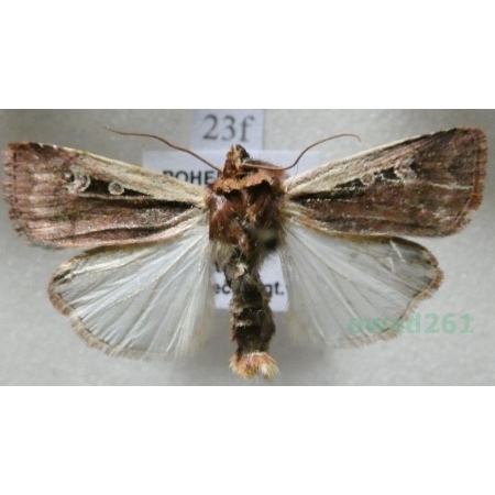 Ochropleura plecta (Linnaeus, 1761) Rolnica boćwinówka Czech23f